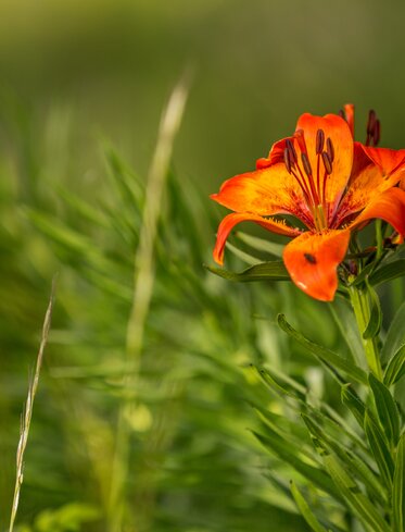 Green meadow with fire lily | © Jens Staudt