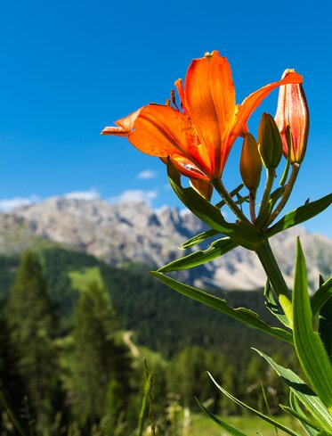 Fire Lily with View of Latemar | © Valentin Pardeller