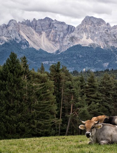 Graue Kühe auf Wiese unterhalb Latemar | © Alexandra Näckler
