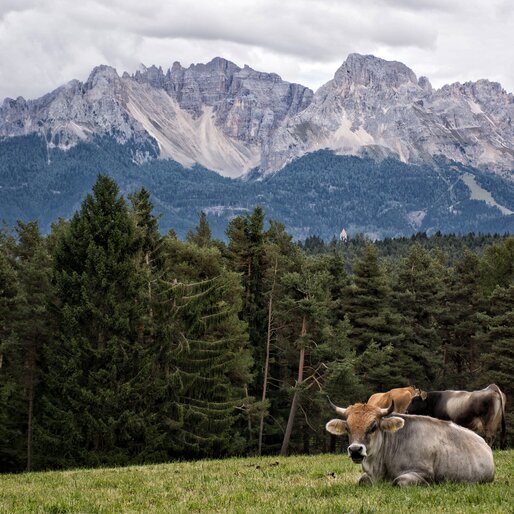 Grey cows on meadow below Latemar | © Alexandra Näckler