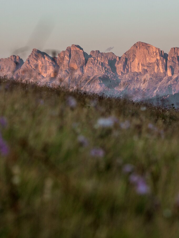 Rosengarten in rot und Blumenwiese | © Gabriel Eisath