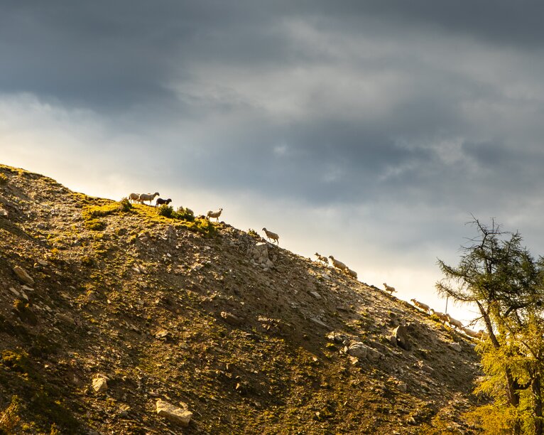 mountains sheep sky nature | © Ph. Storyteller Labs