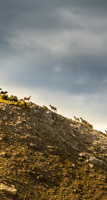 montagna pecore cielo natura | © Ph. Storyteller Labs