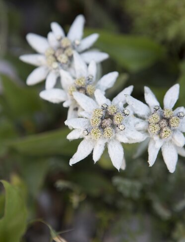 Edelweisblumen Natur Pflanzen  | © Ph. Guenther Pichler 