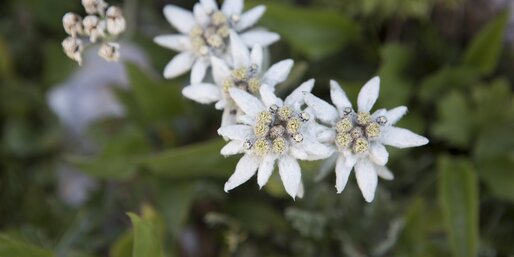 Edelweisblumen Natur Pflanzen  | © Ph. Guenther Pichler 
