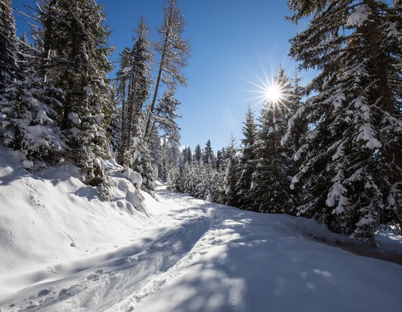 Wald Schnee Spuren Natur  | © Ph. G. Pichler