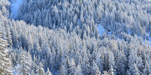 forest mountains cable car snow | © Ph. Thomas Ondertoller